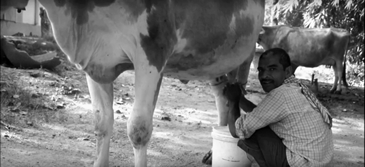 Profitable dairying for smallholder farmers